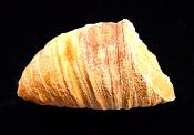 RUGOSE CORAL FOSSIL SPECIMEN.   SP10228