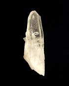 QUARTZ LAZER POINT SPECIMEN.   SP12170