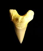 OTODUS FOSSIL SHARK TOOTH SPECIMEN.   SP12668