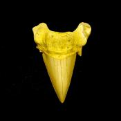 OTODUS SHARK TOOTH FOSSIL SPECIMEN.   SP14256