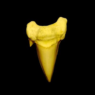 OTODUS SHARK TOOTH FOSSIL SPECIMEN.   SP14258