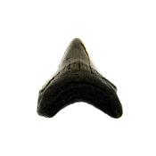 PARTIAL MEGALODON TOOTH FOSSIL SPECIMEN.   SP14267