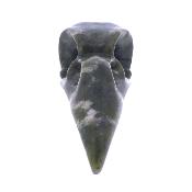 Raven Skull Carving In Nephrite Jade.   SP17201POL
