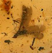 POLISHED COLUMBIAN COPAL SPECIMEN DISPLAYING INSECT INCLUSIONS.