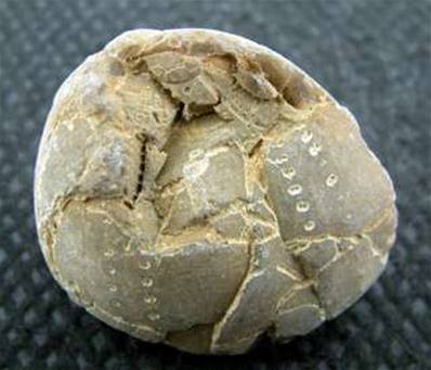 SEA URCHIN FOSSIL. SP3312