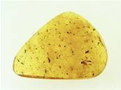 MADAGASCAN COPAL (YOUNG AMBER) SPECIMEN. SP6960