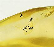 MADAGASCAN COPAL (YOUNG AMBER) POLISHED SPECIMEN. SP7555POL