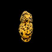 CARVING OF AN OWL IN DALMATIAN JASPER.  SPR14467POL