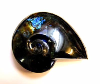 CARVING OF A SHELL IN LABRADORITE.   SP10531POL