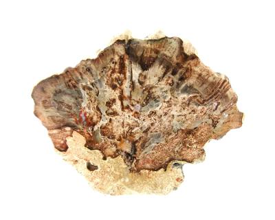 Polished Petrified Wood Slice Specimen.   SP15811POL