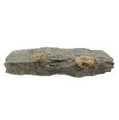 Promicroceras Ammonites on Matrix Specimen.   SP16244