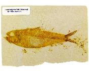 Knightia Fish Fossil On Limestone Plate.   SP16658