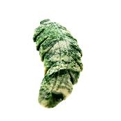 Carving Of A Feather In Tree Agate.   SP16940POL