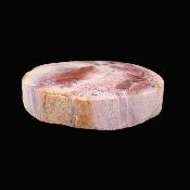 Petrified Wood Polished Face Slice Specimen.   SP17165POL