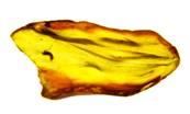 POLISHED BALTIC AMBER SPECIMEN. SP8615POL