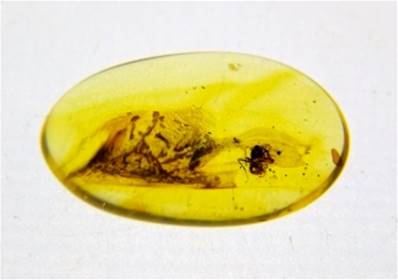 POLISHED BALTIC AMBER SPECIMEN. SP8618POL