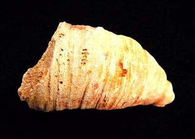 RUGOSE CORAL FOSSIL SPECIMEN.   SP10228