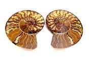 AMMONITE POLISHED FACE PAIR.   SP11723SHLF