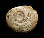 AMMONITE FOSSIL ON MATRIX SPECIMEN.   SP11912