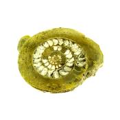 PYRITISED DACTYLOCERAS AMMONITE FOSSIL IN MATRIX WITH POLISHED CUT FACE.   SP13856POL