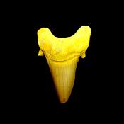 OTODUS SHARK TOOTH FOSSIL SPECIMEN.   SP14255