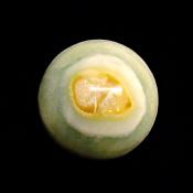 GEMSTONE SPHERE IN PISTACHIO CALCITE.   SP14336POL