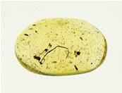 MADAGASCAN COPAL (YOUNG AMBER) SPECIMEN. SP5252POL