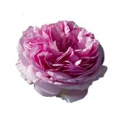 DILUTED ABSULUTE - ROSE MAROC. Rosa Centifolia in Vitis Vinifera.   SPR11506