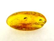 POLISHED AMBER SPECIMEN WITH INSECT INCLUSIONS.   SP11289POL