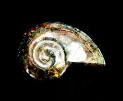 AMMONITE CARVING IN LABRADORITE.   SP11926POL