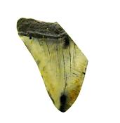 PARTIAL MEGALODON TOOTH FOSSIL SPECIMEN.   SP12835POL