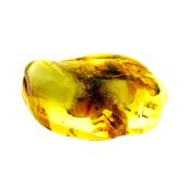 BALTIC AMBER POLISHED SPECIMEN.   SP13808POL