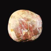 Petrified Wood Polished Pebble/ Palm Stone.   SP16020POL