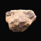 Fossil Ammonites On matrix Specimen.   SP17236