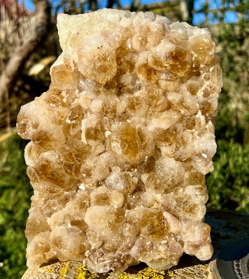 Citrine Cluster Specimen Cut Based (Heat Treated).    SP14832SHF 