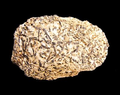 BLACK TOURMALINE CRYSTAL FORMATIONS IN MICA SHIST MATRIX.   SP11182SHLF