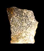 ORBICULAR JASPER POLISHED FACE NODULE SPECIMEN.   SP11524POL