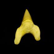 OTODUS SHARK TOOTH FOSSIL SPECIMEN.   SP14258