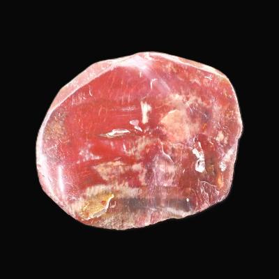 Petrified Wood Polished Face Slice Specimen.   SP17166POL