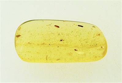 MADAGASCAN COPAL (YOUNG AMBER) SPECIMEN. SP6965