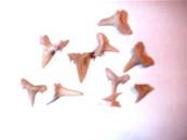 MINI SHARK TEETH (pack of 3).   shar03