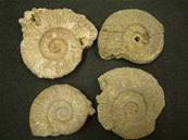 PERISPHINCTUS AMMONITES FROM FRANCE. 5.5 - 7CM IN DIA. 75 - 120g. PTENSP