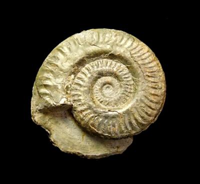 AMMONITE FOSSIL ON MATRIX SPECIMEN.   SP11912