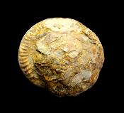 AMMONITE FOSSIL ON MATRIX SPECIMEN.   SP11912