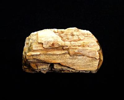 PETRIFIED WOOD SPECIMEN (TOP POLISHED).   SP12384POL