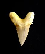 OTODUS FOSSIL SHARK TOOTH SPECIMEN.   SP12668