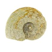 Fossil Ammonite Specimen.    SP15908