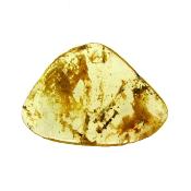 Copal (Young Amber) Fully Polished Specimen.   SP15988POL