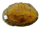 Cambropallas Trilobite Fossil On Matrix Specimen.   SP16659