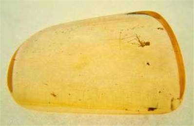 POLISHED COLUMBIAN COPAL SPECIMEN DISPLAYING INSECT INCLUSIONS.